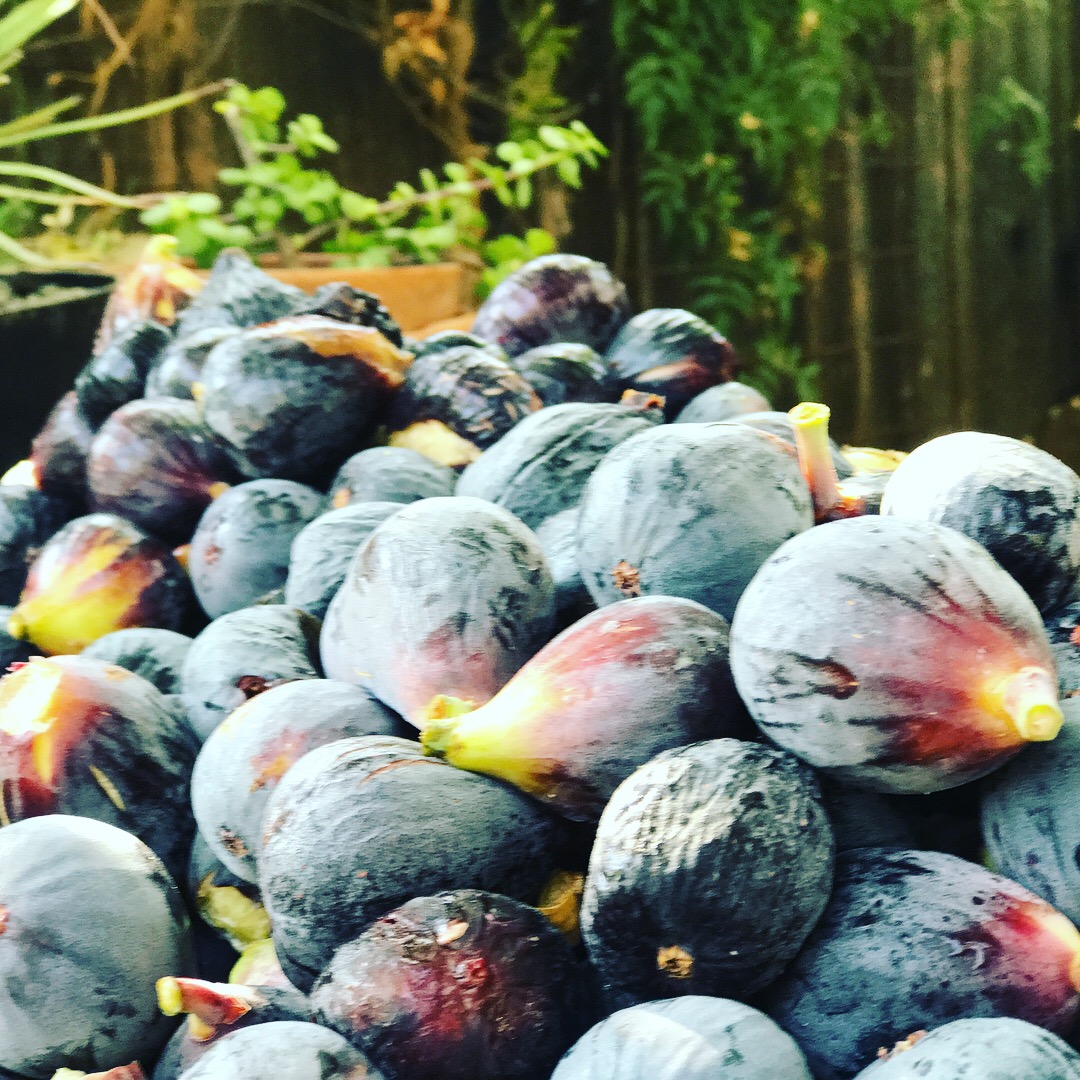 Figs