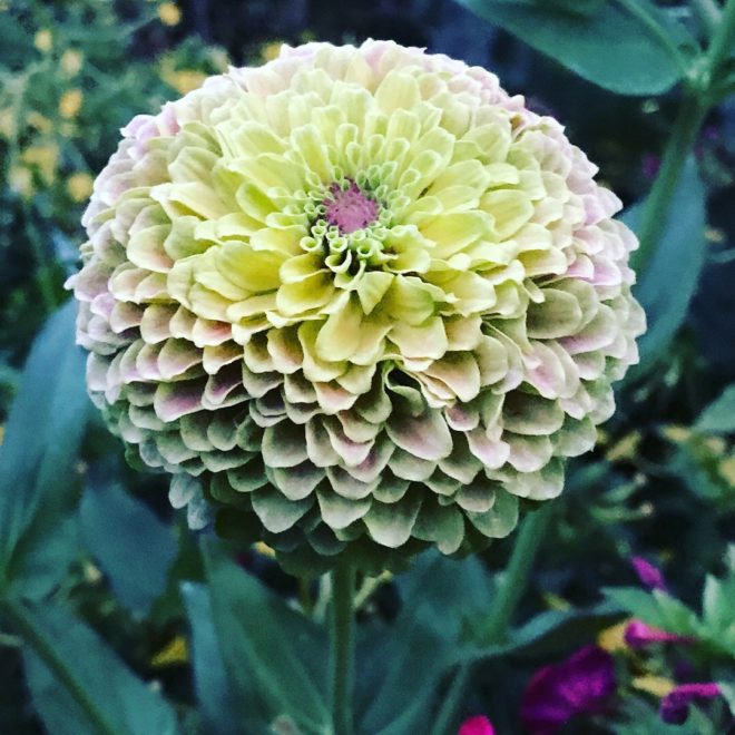 zinnias